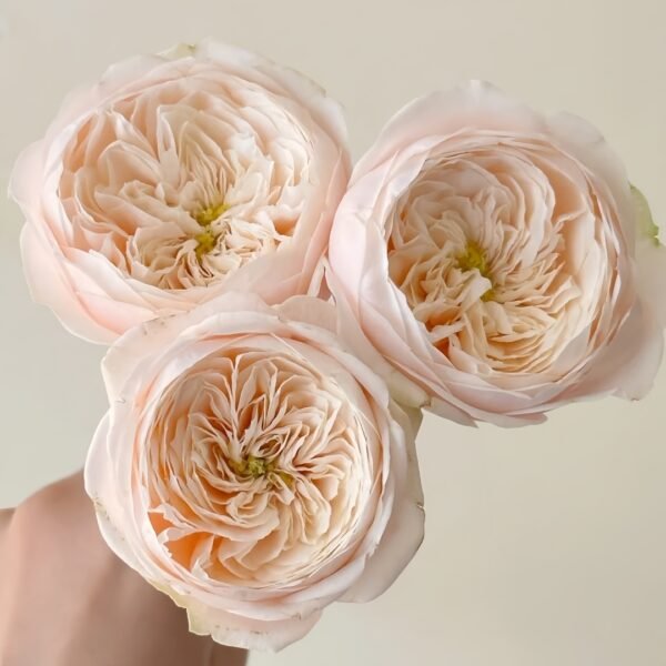 Darlington Rose