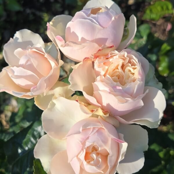 Darlington Rose
