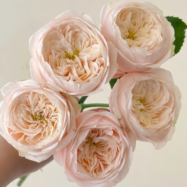 Darlington Rose