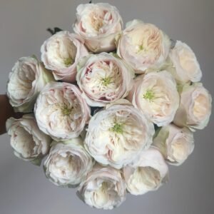 Darlington Rose