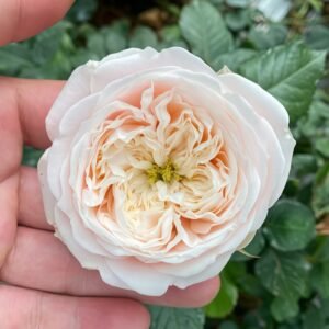 Darlington Rose