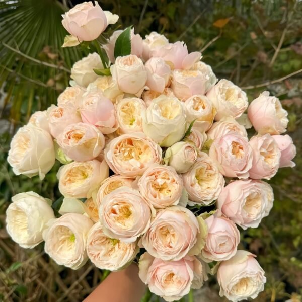 Darlington Rose