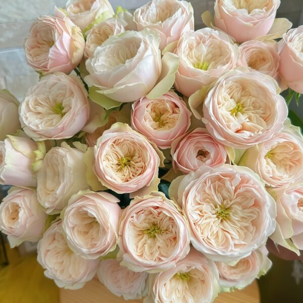 Darlington Rose