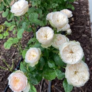 Darlington Rose Plant | 达林顿 - 图片 10