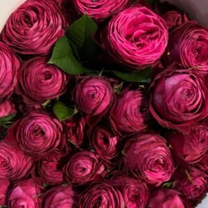 Dima Bombastic Rose