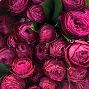 Dima Bombastic Rose