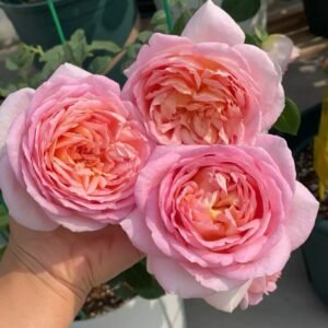 Fendai Rose