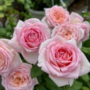 Fendai Rose