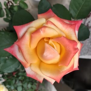 Florida Rose