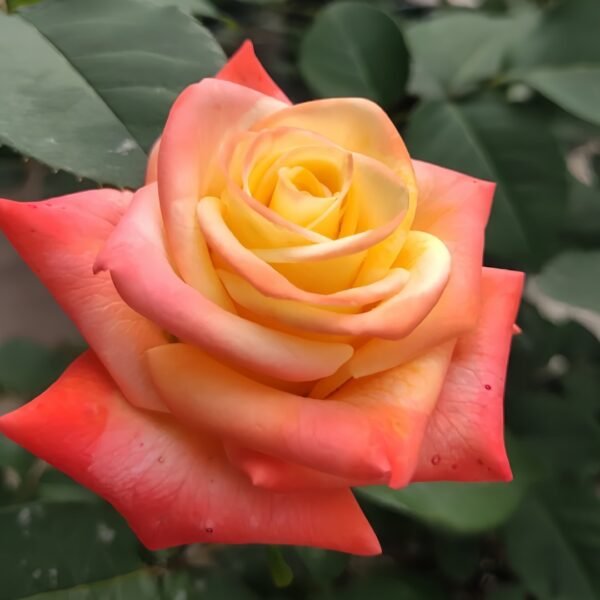 Florida Rose