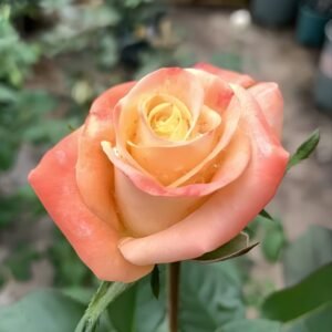 Florida Rose
