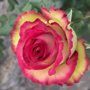 Florida Rose