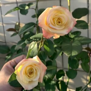 Florida Rose
