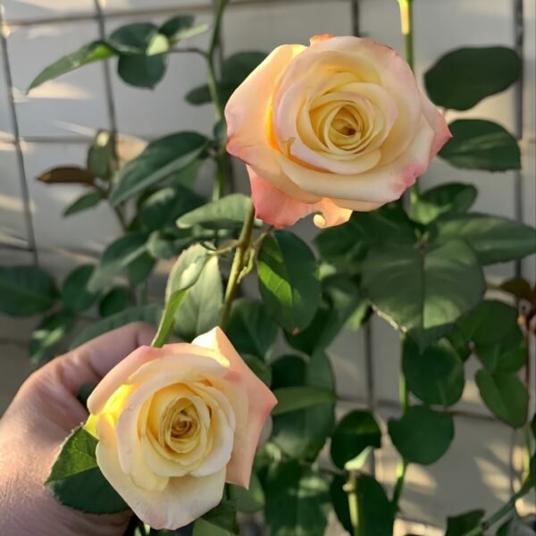 Florida Rose