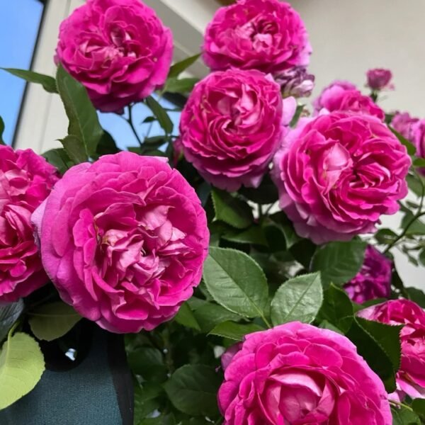 Fräulein Maria Rose