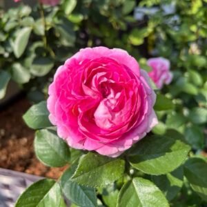 Fräulein Maria Rose