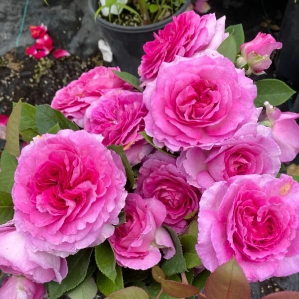 Fräulein Maria Rose