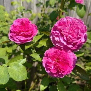 Fräulein Maria Rose