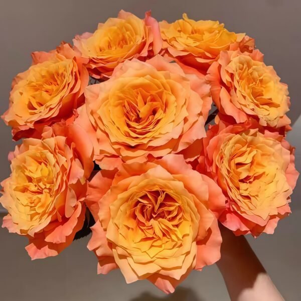 Free Spirit Rose01 Free Spirit Rose