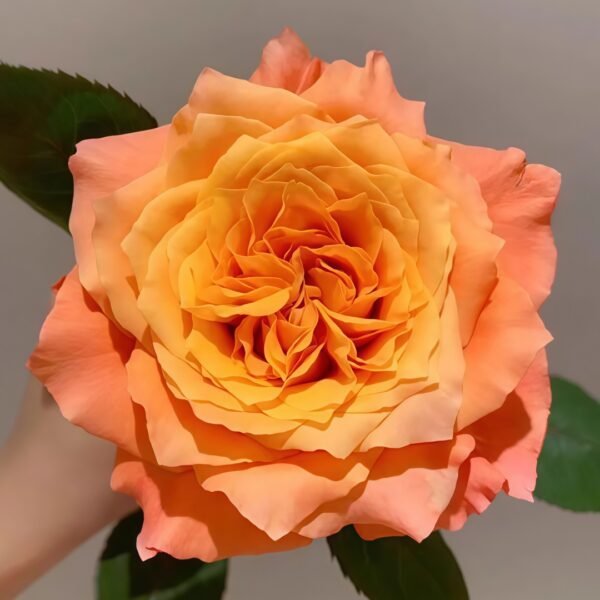 Free Spirit Rose