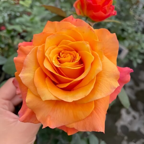 Free Spirit Rose