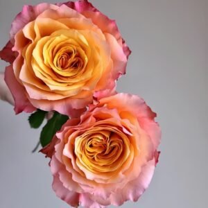 Free Spirit Rose