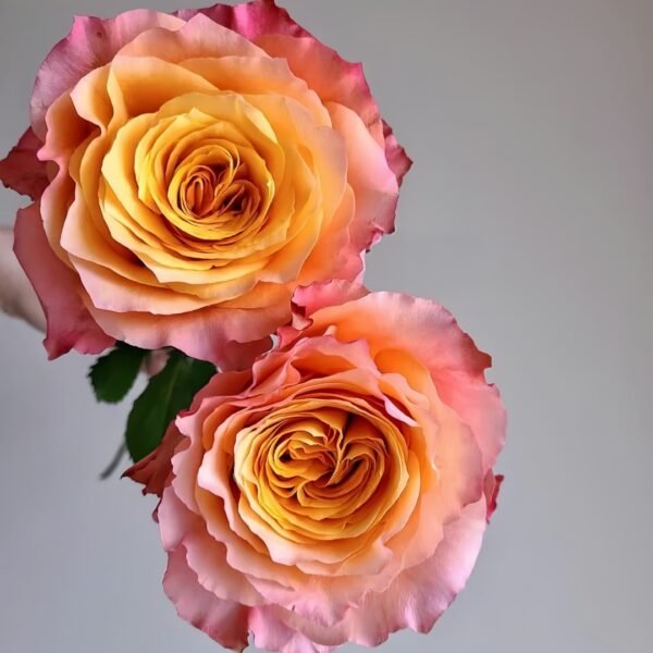 Free Spirit Rose
