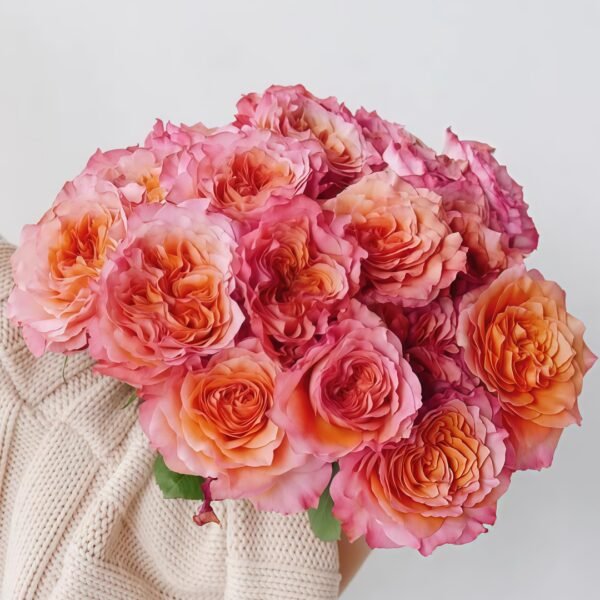 Free Spirit Rose
