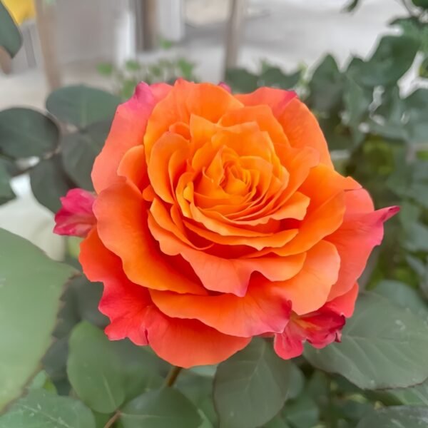 Free Spirit Rose