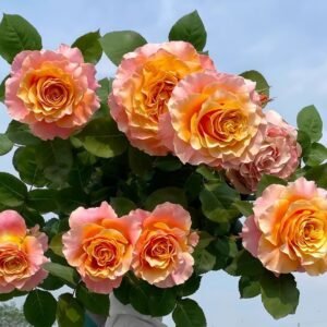Free Spirit Rose