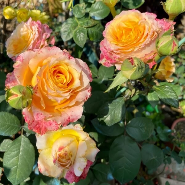 Free Spirit Rose