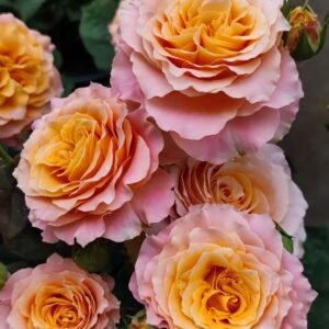 Free Spirit Rose Plant | 火灵鸟 - 图片 10