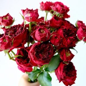 Frozen Summerhouse Rose