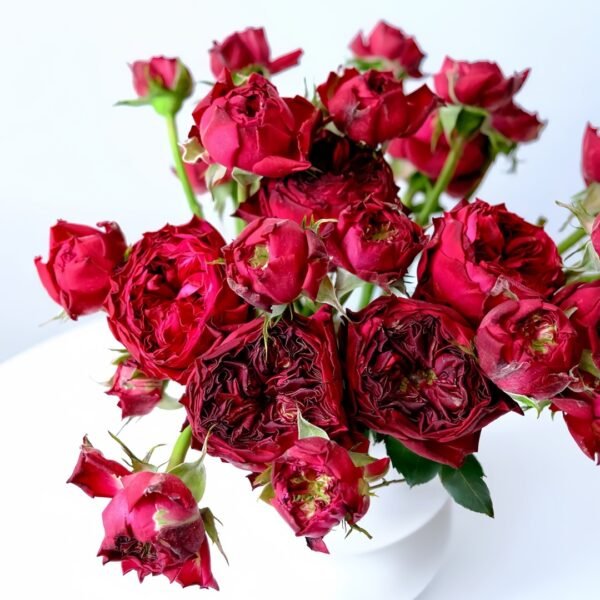 Frozen Summerhouse Rose