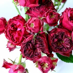 Frozen Summerhouse Rose