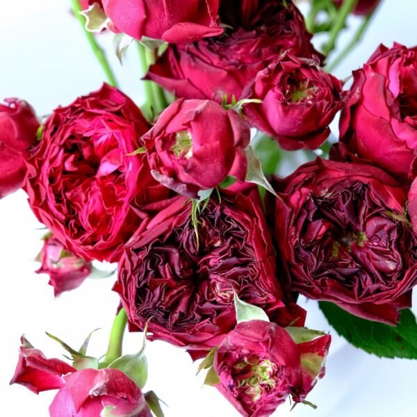 Frozen Summerhouse Rose