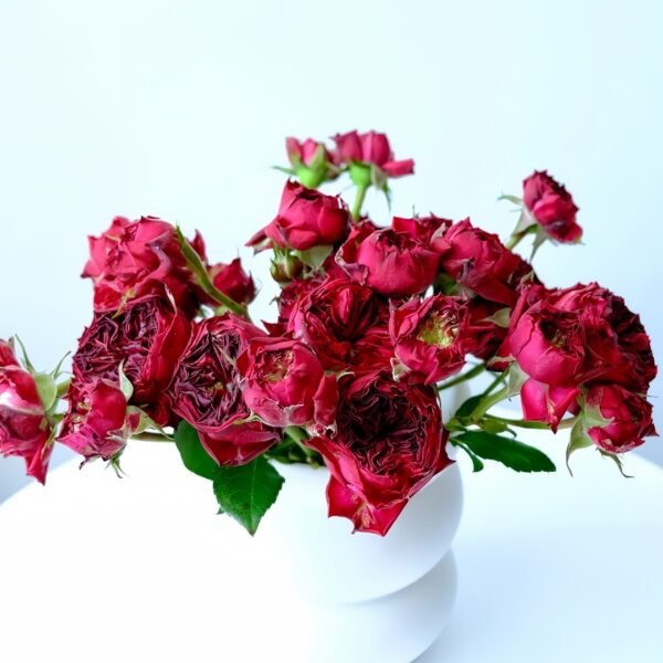 Frozen Summerhouse Rose