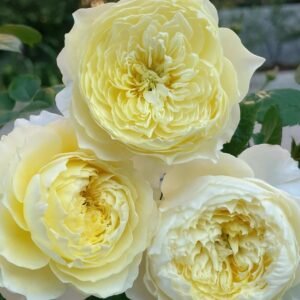 Fuguang Rose