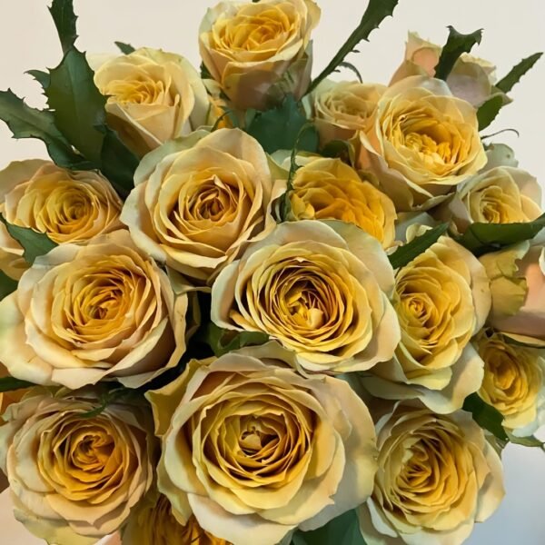 Golden Mustard Rose