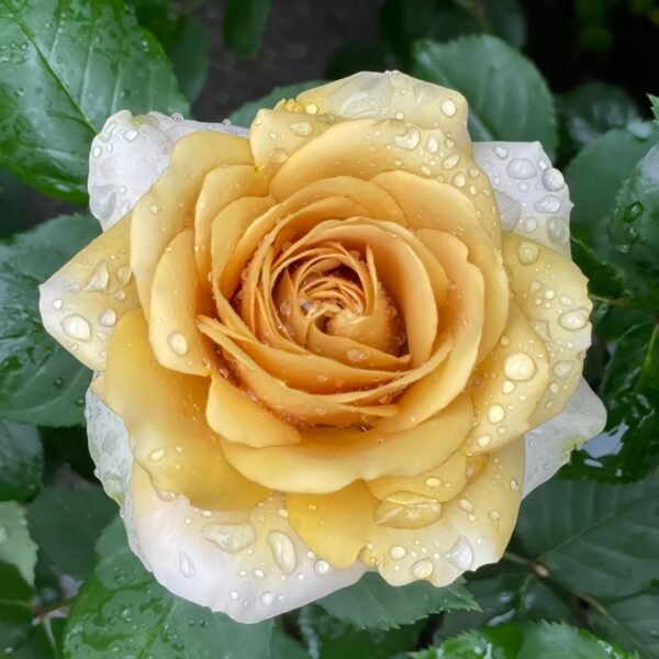 Golden Mustard Rose