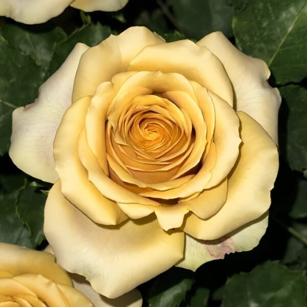 Golden Mustard Rose