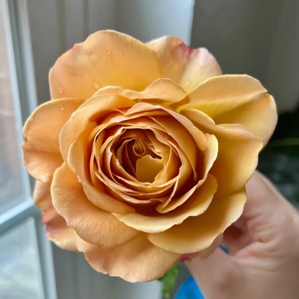 Golden Mustard Rose