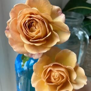 Golden Mustard Rose