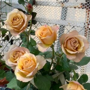 Golden Mustard Rose