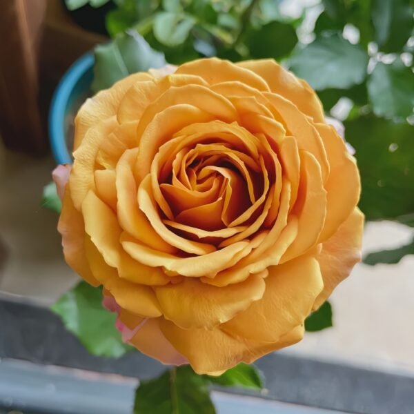 Golden Mustard Rose