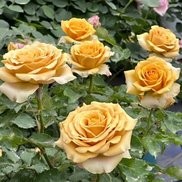 Golden Mustard Rose