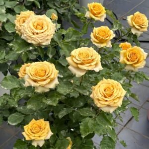 Golden Mustard Rose Plant|黄金芥末 - 图片 10