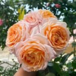 Grossherzogin Luise Rose