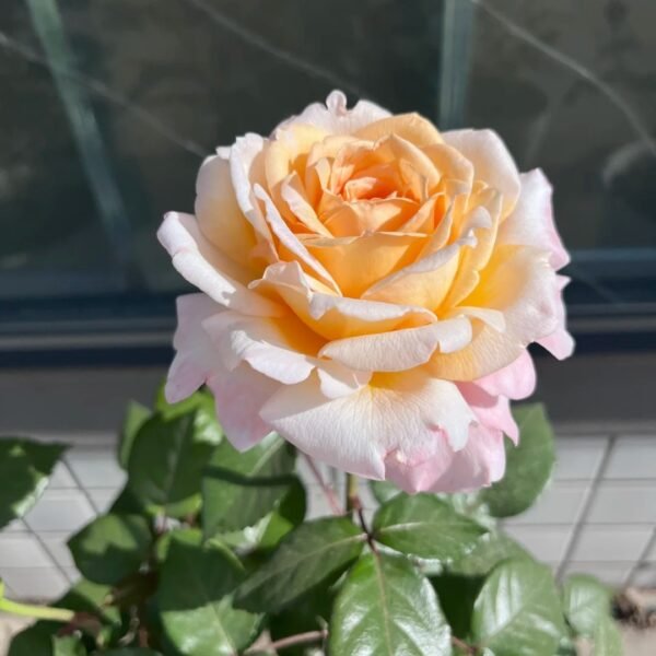 Grossherzogin Luise Rose