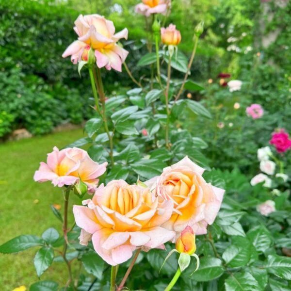 Grossherzogin Luise Rose
